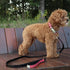Scotch&Co Leather Pet Collars – Fiber Leather Pet Neckband with Elegant Chic Waxed Cotton Stitched Edges | Adjustable Brass Buckle | Suitable for ...