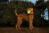Harry Barker Rubber Balls and Rubber Chew Stick, Rubber Bone for Dogs - 2.5" Glow Balls...