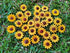 Sunflowers Heads Mulberry Paper Flower Yellow Sunflower with Brown Centre Miniature Flowers DIY Crafts Projects Scrapbooking Embellishments Weddin...