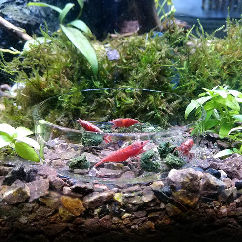 60 mm/65 mm Redondo Aquário Vidro Camarão Alimento Tigelas de Prato Reptiles Água Alimentos Prato Tigela AlimentadoraAilinda 65MM...