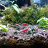 60 mm/65 mm Redondo Aquário Vidro Camarão Alimento Tigelas de Prato Reptiles Água Alimentos Prato Tigela AlimentadoraAilinda 65MM...