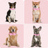 Cute Dog Collar with Bow for Small Medium Large Dogs, Bling Medium Dog Bow Tie Collar with Durable Metal Buckle, Easy Adjustable for Dogs Walking ...