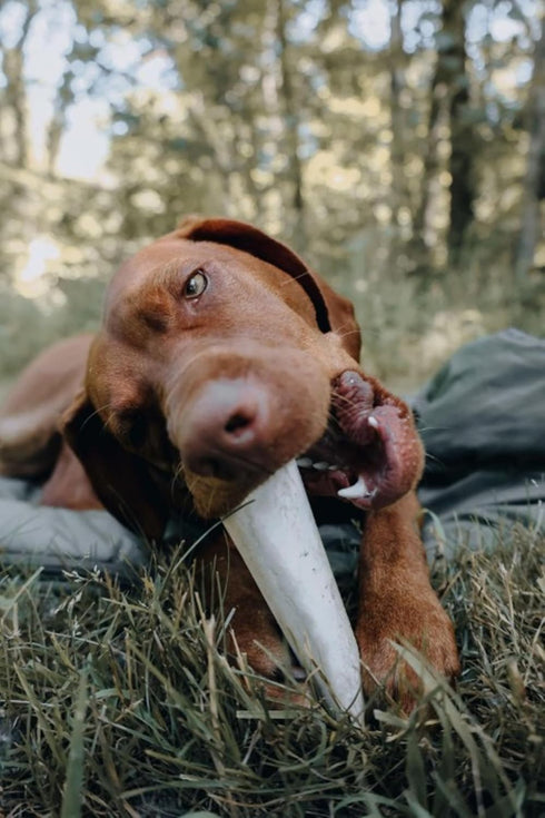 Cadet Double Stuffed Shin Bone - Highly Digestible, High Protein, Long-Lasting Dog Chew Bone for Aggressive Chewers, Supports Dental Health, - Bac...