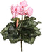 Vickerman Everyday Artificial Light Pink Cyclamen Bush 11" Long - Premium Faux Floral Decor for Wedding or Everyday Arrangements - Maintenance Fre...