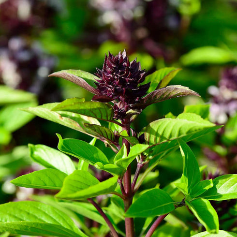 CHUXAY GARDEN Siam Queen Thai Basil Seed 30 Seeds Ocimum Basilicum Herb Plant Edible Slightly Spicy Basil Perennial Seasoning Culinary Plants...