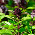 CHUXAY GARDEN Siam Queen Thai Basil Seed 30 Seeds Ocimum Basilicum Herb Plant Edible Slightly Spicy Basil Perennial Seasoning Culinary Plants...