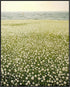 Posterizer 1 pcs-open landscape by a field of delicate white blossoms 2-Collectibles & Fine Art-Landscape & Nature Art- Gift for Men Women Entrepr...