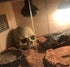 Desert Reptile Decor Skull Fish Tank Decorations Bearded Dragon Accessories Desert Reptile Decor Bearded Dragon Decor, Snake Tank Decor (human + D...