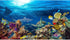 Aquarium Background Underwater Coral Reef Landscape Terrarium Background Deep Blue Ocean with Colorful Fish and Marine Life Sunlight Ray Aquarium ...