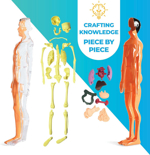 Human Anatomy for Kids Removable Skeleton Model and Torso Human Body for Kids STEM Toys Science Kit Full Body Anatomy Sets for Kids and Teens - 30...