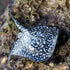 Safari Ltd. Marble Ray Figurine - Realistic 8" Sea Creature Figure - Educational Toy for Boys, Girls and Kids Ages 3+...