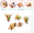 MITIME Air Plants Holders-Real Wood Live Air Plant Holders.Rustic Air Plant Stand,Wall-mounted to save space.(Plants not included)( Triangle Set o...