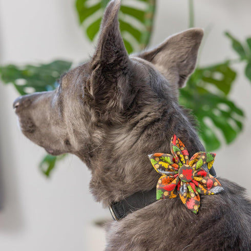 Huxley & Kent Pet Pinwheel | Leaves & Nuts (Large) | Fall Collar Accessory for Dogs/Cats | Bow Collar Attachment | Cute, Comfortable Accessory | H...