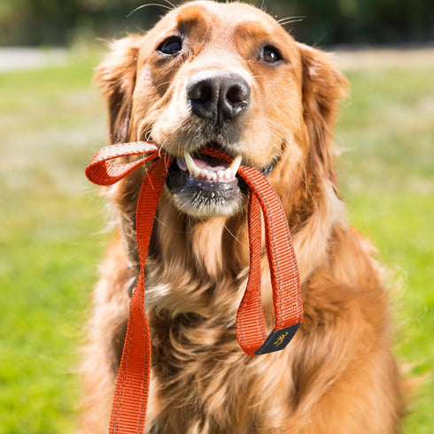 Browning Classic Dog Leash, Safety Orange, 6ft x 1in...