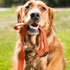 Browning Classic Dog Leash, Safety Orange, 6ft x 1in...