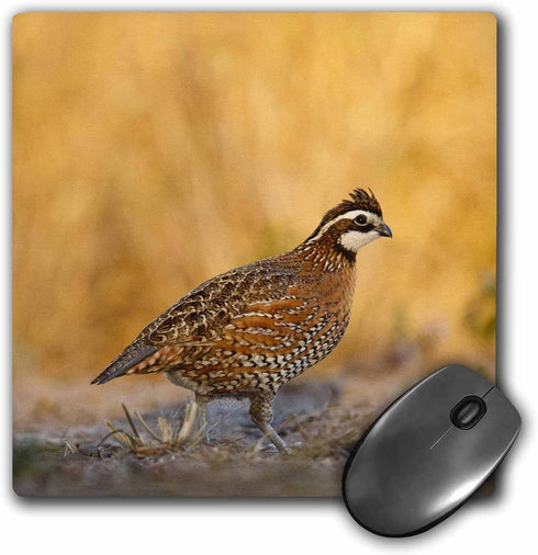 Northern Bobwhite quail bird, male walking - US44 LDI0537 - Mouse Pad, 8 by 8 inches (mp_146674_1)...