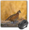 Northern Bobwhite quail bird, male walking - US44 LDI0537 - Mouse Pad, 8 by 8 inches (mp_146674_1)...