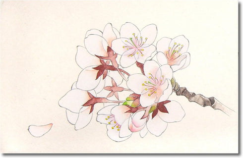 Japanese Painting Paint Horned Face Sai, Top Made in 24 Colors...