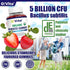 Organic Probiotic Gummies - 5 Billion CFU, Max Strength, Strawberry Flavored, Gut Health and Immune Support for Men, Women and Kids (60 Non-GMO Gu...