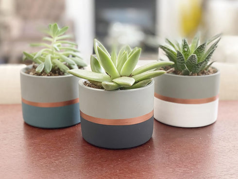 Assorted Nordic Cement Succulent Pots 3.5" Planters with Drainage | 3 Pack...