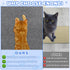 Cat Carpet Protector 47.2"x15.8",Stick on Floor and Wall Cat Scratch Pad Rug for Indoor Litter Mat,Trimmable Self-Adhesive Cat Scratching Furnitur...