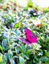 VGOODALL 50pcs Butterfly Garden Decorations, 11.5 inch Plastic Butterfly Stakes Ornaments Artificial Butterflies for Flower Bouquet Arrangements C...