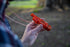 Stansport 5-in-1 Plastic Survival Whistle (622)...