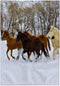 3D Rose USA-Wyoming-Shell-Horses Running in Snow-Us51 Teg0015-Terry Eggers Towel, 15" x 22"...