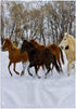 3D Rose USA-Wyoming-Shell-Horses Running in Snow-Us51 Teg0015-Terry Eggers Towel, 15" x 22"...