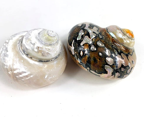 2PC Sarmaticus Turbo & White Pearled Turbo Shell,Hermit Crab Shell,Turbo Shells Hermit Crab Supplies for Decor 2.5"~ 3" Inch...