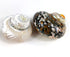 2PC Sarmaticus Turbo & White Pearled Turbo Shell,Hermit Crab Shell,Turbo Shells Hermit Crab Supplies for Decor 2.5"~ 3" Inch...
