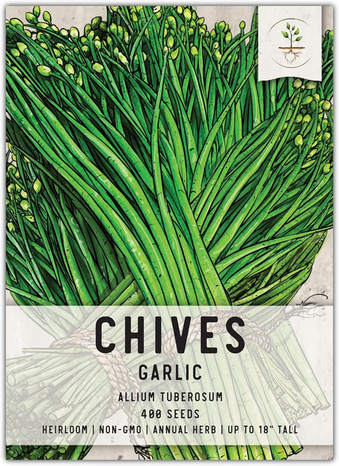 Seed Needs, Garlic Chives Seeds - 400 Heirloom Seeds for Planting Allium tuberosum - Culinary Herb, Non-GMO & Untreated, Chinese Chives for Cookin...