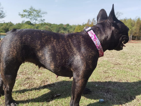 Dog Collar for Small Medium Large Dogs, Cute Girl Dog Pet Collar Soft Adjustable Fancy Floral Boy Girl Puppy Dog Collars Walking Running Training ...