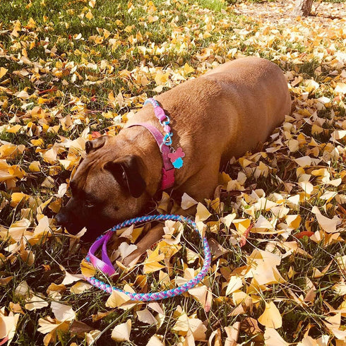 6ft Small Dog Leash, Reflective Dog Leash, Lightweight Nylon Rope Braided Dog Training Leash Walking Cute Puppy Dog Lead (1/3", pink dog lead)...