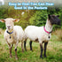 Goat Collars with Bell, 3 Pack Adjustable Sheep Collars with Quick Release Buckle Anti-Loss Bell, Durable Nylon pet Collar for Small Farm Goat Cow...