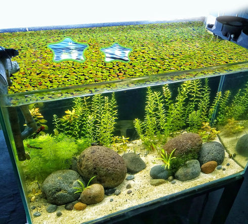 5pcs Aquarium Floating Plant Rings, Star-Shaped Fish Feeding Rings Foam Fish Tank Plant Corral Duckweed Isolation Circle Keep Plants in Place (Gre...