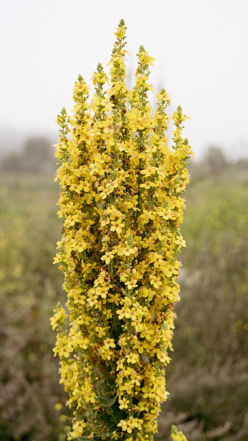 Plant Good Seed Organic Dense Flowered Mullein Seeds - Pack of 250, Heirloom Seeds for Planting Herbs, Flowers - Gardening Supplies, Wildflower, H...