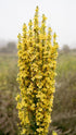 Plant Good Seed Organic Dense Flowered Mullein Seeds - Pack of 250, Heirloom Seeds for Planting Herbs, Flowers - Gardening Supplies, Wildflower, H...