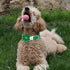 Unique style paws St. Patrick's Day Dog Collar with Flower Green Clover Pet Collar for Small Medium Large Boys Girls Dogs-L...
