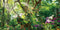 AWERT 72x24 inches Jungle Terrarium Background Grass Flowers Trees Sunlight Reptile Habitat Background Garden Plants Aquarium Background Vinyl Bac...