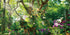 AWERT 72x24 inches Jungle Terrarium Background Grass Flowers Trees Sunlight Reptile Habitat Background Garden Plants Aquarium Background Vinyl Bac...