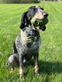 Operation Good Boy Durable Grenade Dog Toy - Patriotic Military Gear Inspired Chew Toy - Durable,Teething, and Interactive Play, Stuffable with Tr...