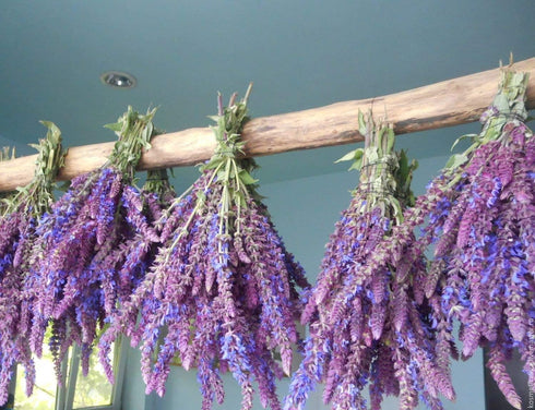 Seeds Sage (Salvia Officinalis) Non GMO Heirloom...