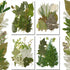 Timtin 84 Pieces Dried Pressed Leaves Flowers for Resin Mini Dried Flowers for Crafts Greenery Assorted for Art DIY Handmade Bookmarks 4 Bags(Vivi...