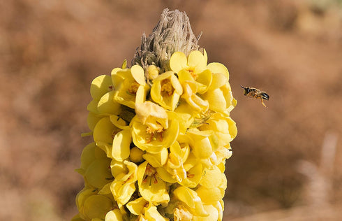 100% Dried Mullein Flowers (Verbascum thapsus) | Net Weight: 0.52oz / 15g | Soothing, slightly sweet tea with many benefits - Used for edible flow...