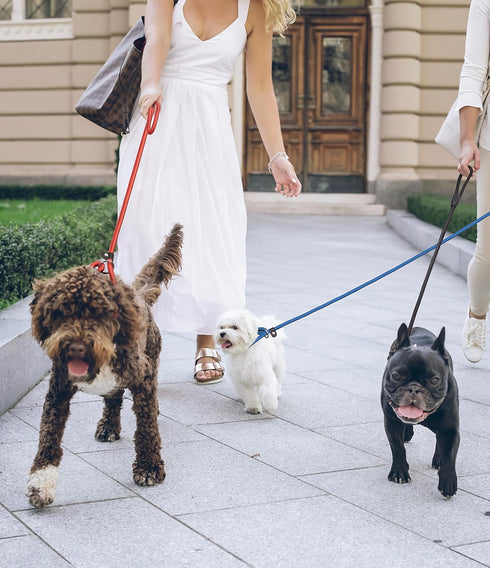 5pcs Slip Lead Dog Leash,Strong Nylon Rope Leash,Training Leash for Large Medium and Small Dogs...