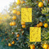 36 Pcs Combo Sticky Traps for Fungus Gnat (Plants), Flying Insect, Whitefly and Fly, Yellow Sticky Insect Catcher Traps for Indoor/Outdoor, Kitche...