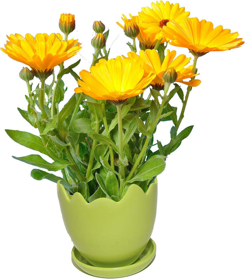 Egg shaped Flower pot and Coaster Set of 10...