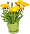 Egg shaped Flower pot and Coaster Set of 10...