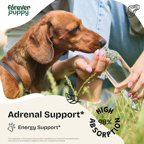 Adrenal Drops for Dogs - Adrenal Wellbeing w/Ashwagandha Liquid Drops - Calming Care for All Breeds & Sizes - Herbal Energy Drops w/Ginseng Root -...